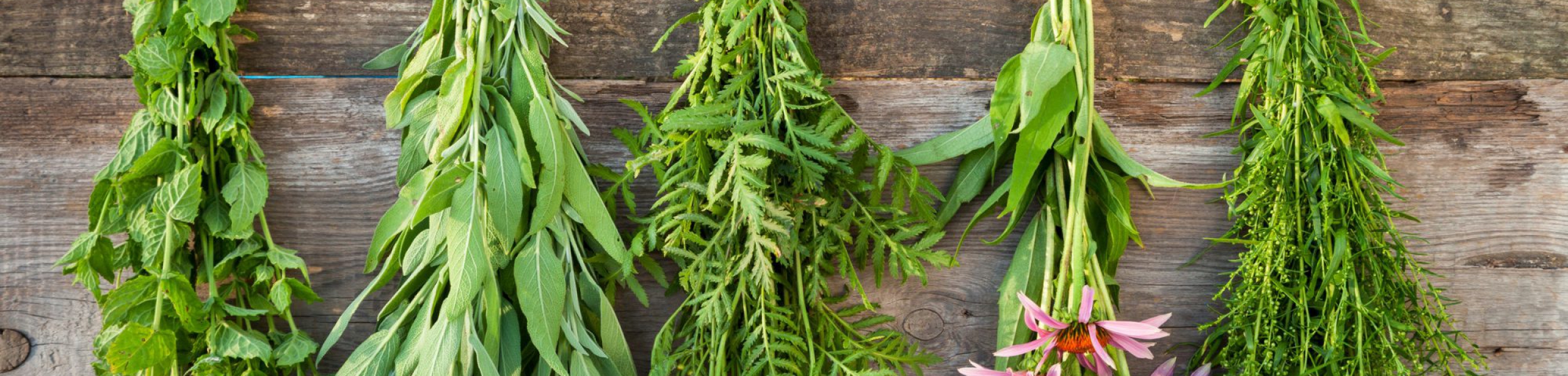 30527733 – bunches of healing herbs on wooden wall, herbal medicine