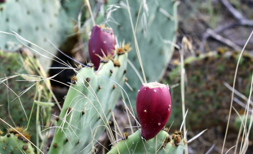 This is an image of Cactus Pear Fruit