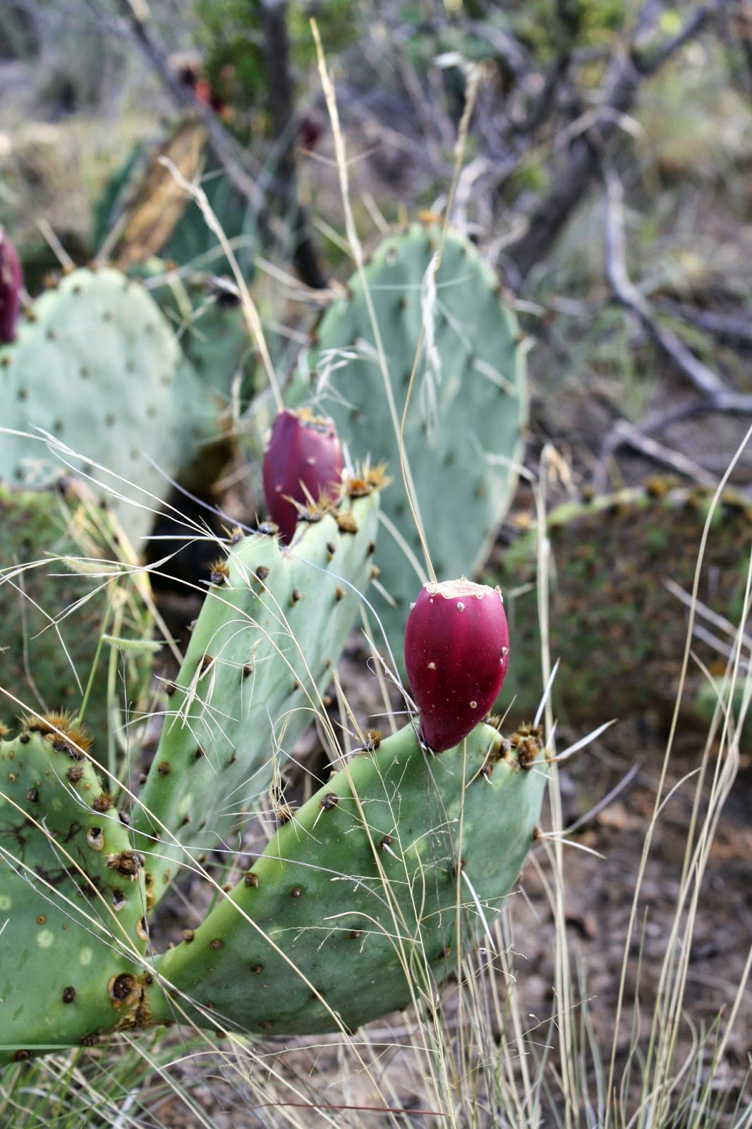 The Benefits of Cactus Pear Fruit